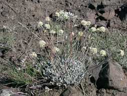 Image of fewflower buckwheat