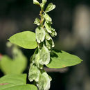 Image of madeira vine