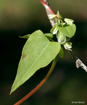 صورة Fallopia scandens (L.) Holub