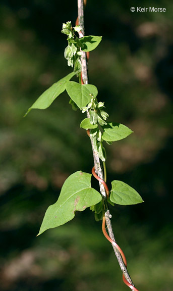 صورة Fallopia scandens (L.) Holub