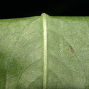 Image of <i>Persicaria coccinea</i>