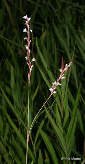 Imagem de Persicaria hydropiperoides (Michx.) Small