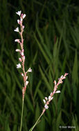 Image of Swamp Smartweed