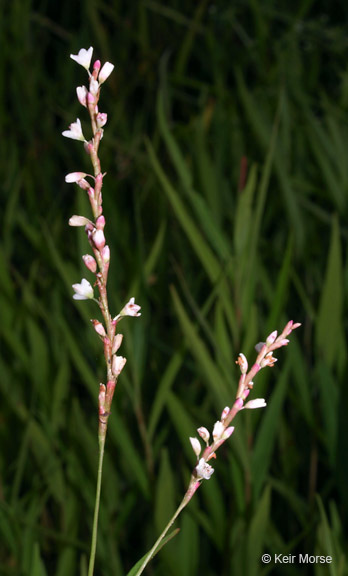 Imagem de Persicaria hydropiperoides (Michx.) Small