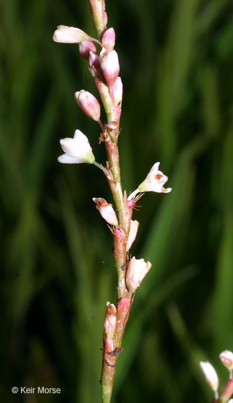 Imagem de Persicaria hydropiperoides (Michx.) Small