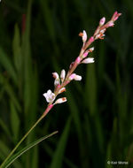 Imagem de Persicaria hydropiperoides (Michx.) Small