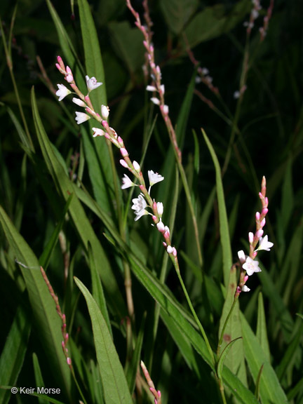 Image of Swamp Smartweed