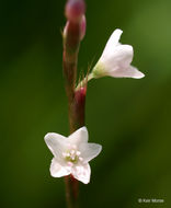 Imagem de Persicaria hydropiperoides (Michx.) Small