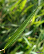 Imagem de Persicaria hydropiperoides (Michx.) Small