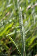 Image of Swamp Smartweed