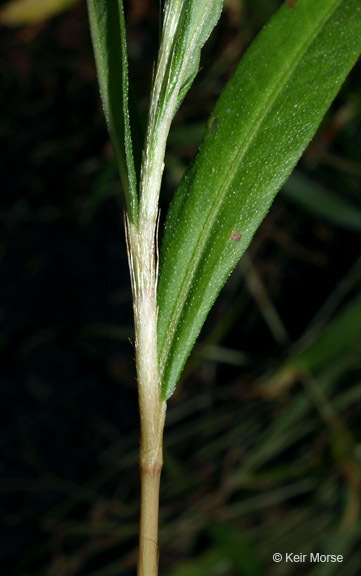 Imagem de Persicaria hydropiperoides (Michx.) Small