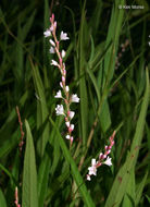 Image of Swamp Smartweed