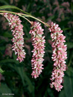 Image of Dock-Leaf Smartweed