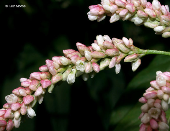 Image of Dock-Leaf Smartweed