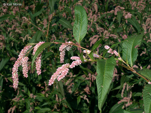 Image of Dock-Leaf Smartweed