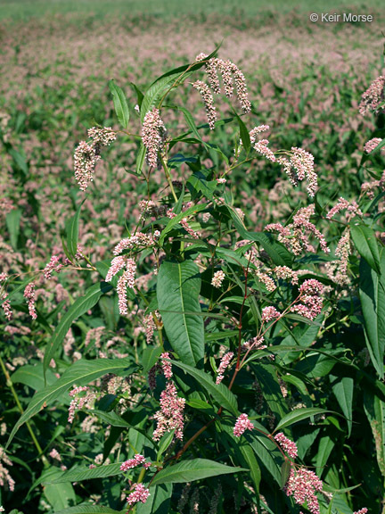 Image of Dock-Leaf Smartweed