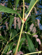 Image of Dock-Leaf Smartweed