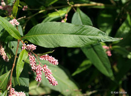 Image of Dock-Leaf Smartweed