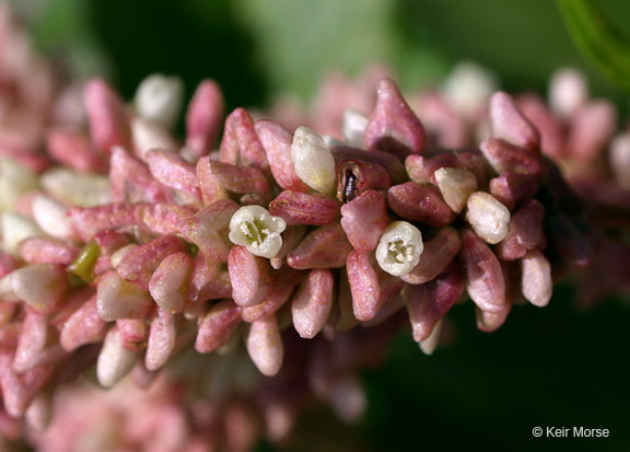 Image of Dock-Leaf Smartweed