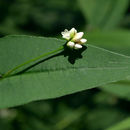 Image of Arrow-Leaf Tearthumb
