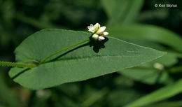 Persicaria sagittata (L.) H. Gross resmi