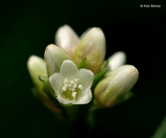 Persicaria sagittata (L.) H. Gross resmi