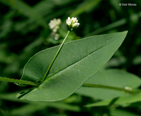 Persicaria sagittata (L.) H. Gross resmi