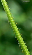 Persicaria sagittata (L.) H. Gross resmi