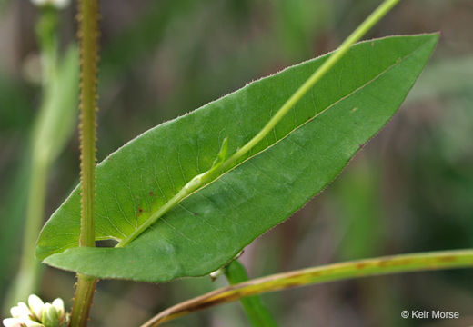 Persicaria sagittata (L.) H. Gross resmi