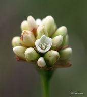 Persicaria sagittata (L.) H. Gross resmi