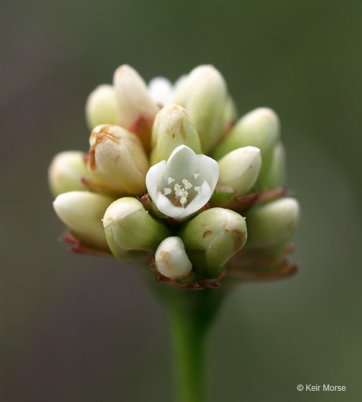 Persicaria sagittata (L.) H. Gross resmi