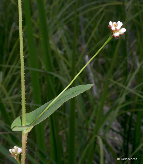 Persicaria sagittata (L.) H. Gross resmi