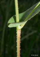 Persicaria sagittata (L.) H. Gross resmi