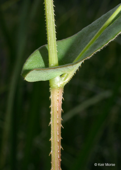 Persicaria sagittata (L.) H. Gross resmi