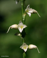 Image de Persicaria virginiana (L.) Gaertner