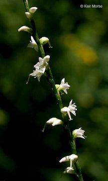 Image de Persicaria virginiana (L.) Gaertner