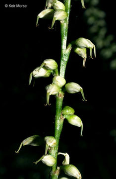 Image de Persicaria virginiana (L.) Gaertner