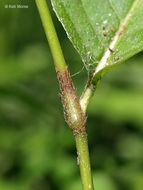 Image de Persicaria virginiana (L.) Gaertner