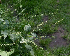 Image de Persicaria virginiana (L.) Gaertner