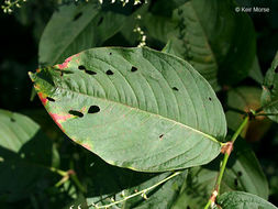 Image de Persicaria virginiana (L.) Gaertner