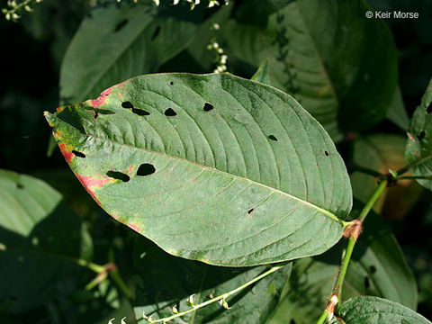 Image de Persicaria virginiana (L.) Gaertner