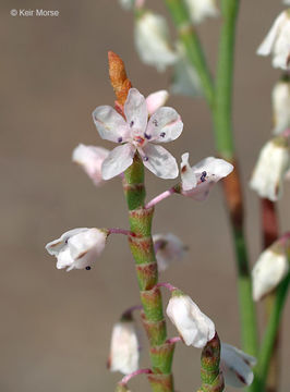 Imagem de Polygonella articulata (L.) Meisn.