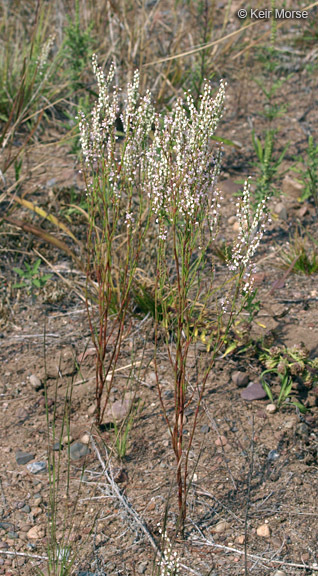 Polygonella articulata (L.) Meisn.的圖片