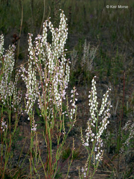 Image of coastal jointweed