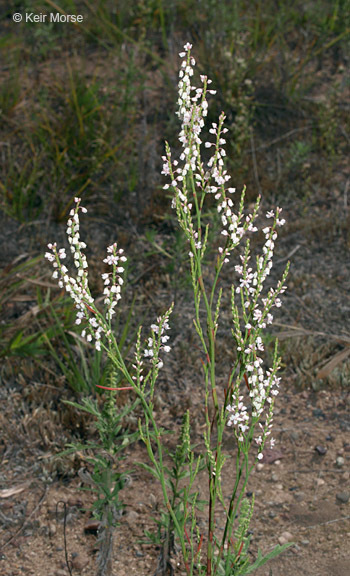 Image de Polygonella articulata (L.) Meisn.
