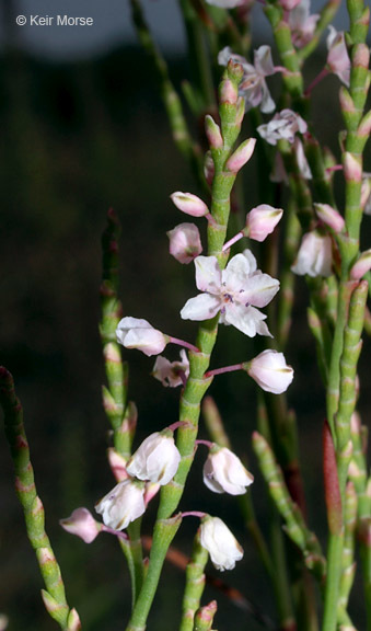 Polygonella articulata (L.) Meisn.的圖片