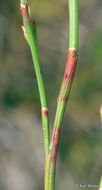 Polygonella articulata (L.) Meisn.的圖片