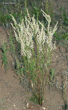 Image of coastal jointweed