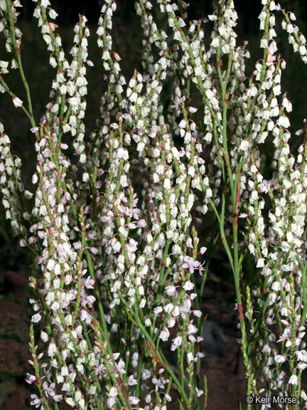 Image de Polygonella articulata (L.) Meisn.