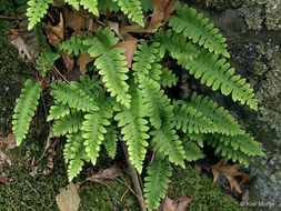 Image de Polypodium virginianum L.